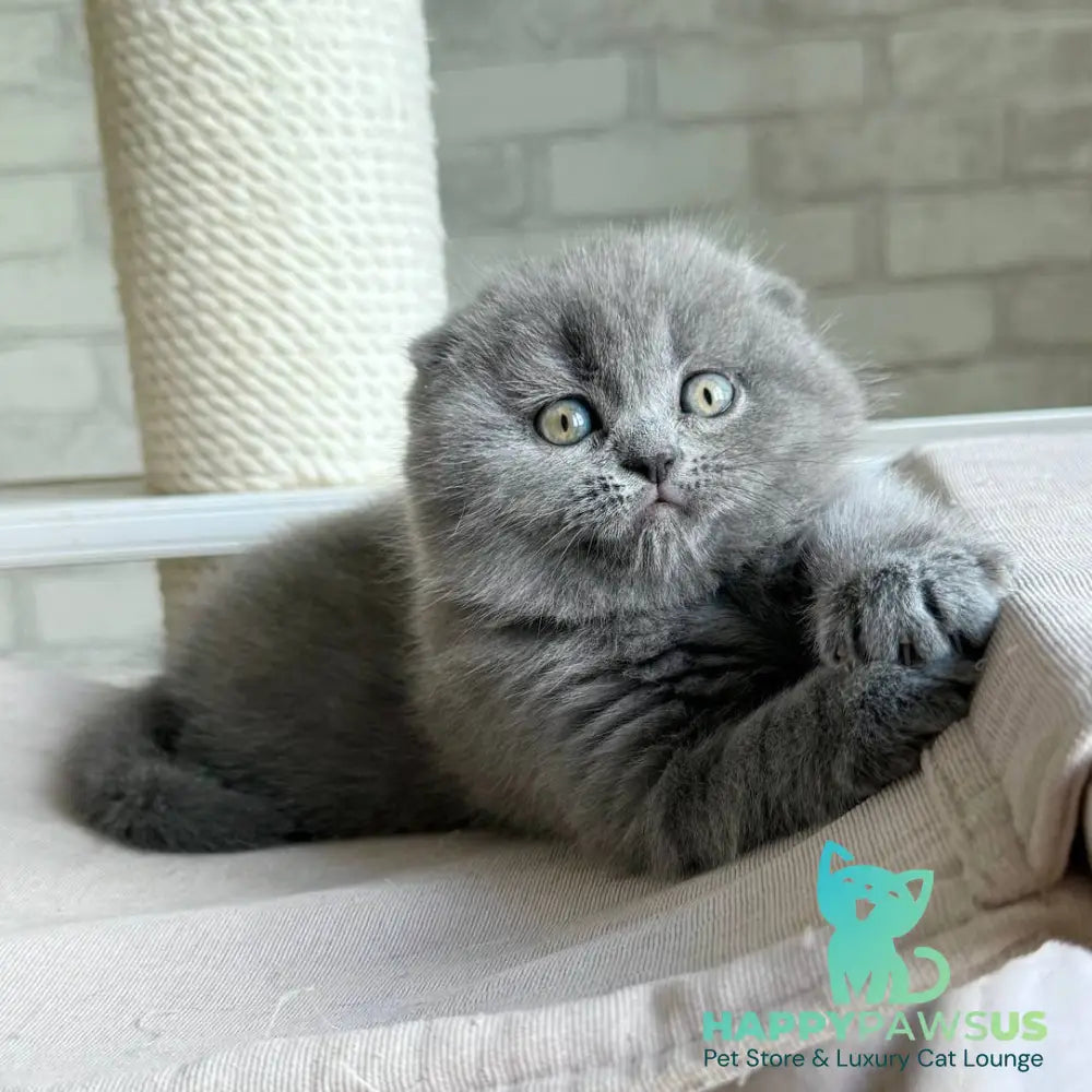 Nora Scottish Fold female blue - live animals