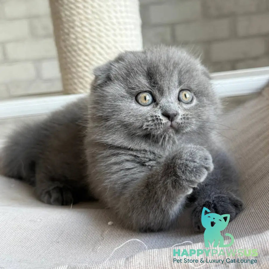 Nora Scottish Fold female blue - live animals