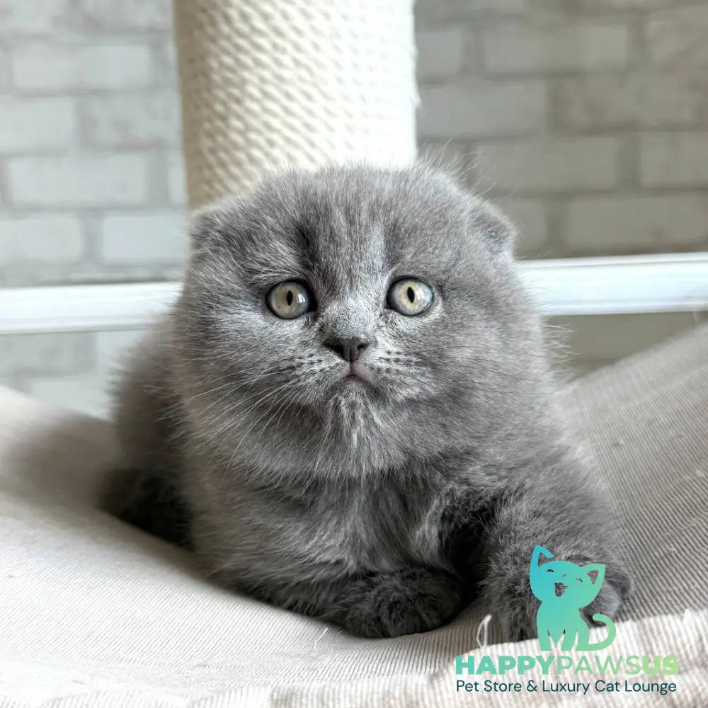 Nora Scottish Fold female blue - live animals