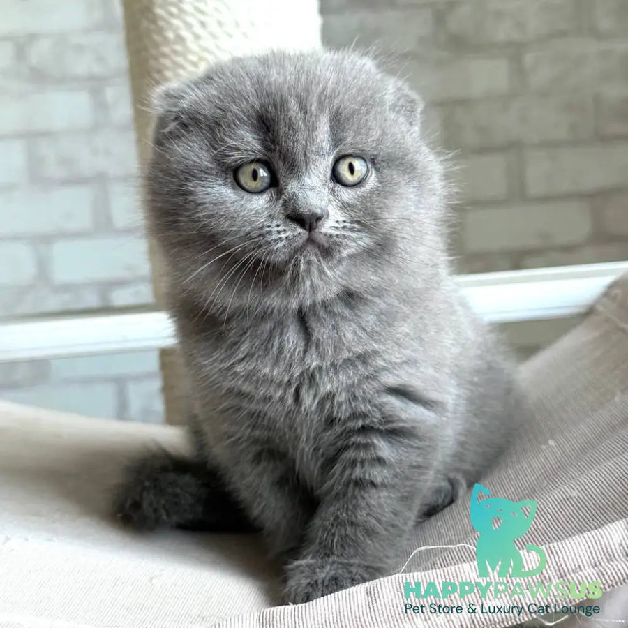 Nora Scottish Fold female blue - live animals