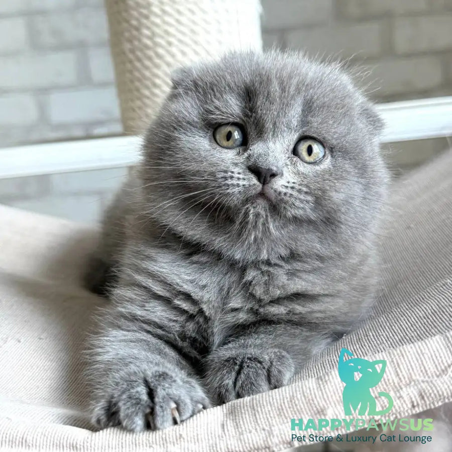 Nora Scottish Fold female blue - live animals