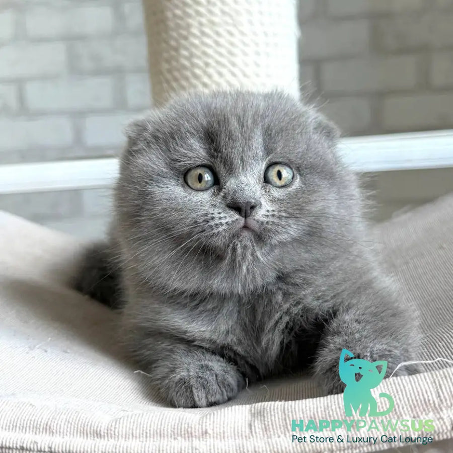 Nora Scottish Fold female blue - live animals