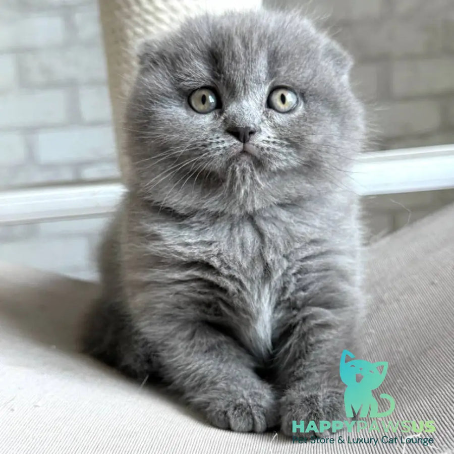 Nora Scottish Fold female blue - live animals