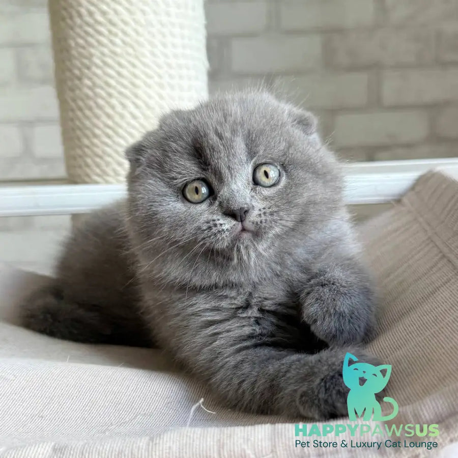 Nora Scottish Fold female blue - live animals