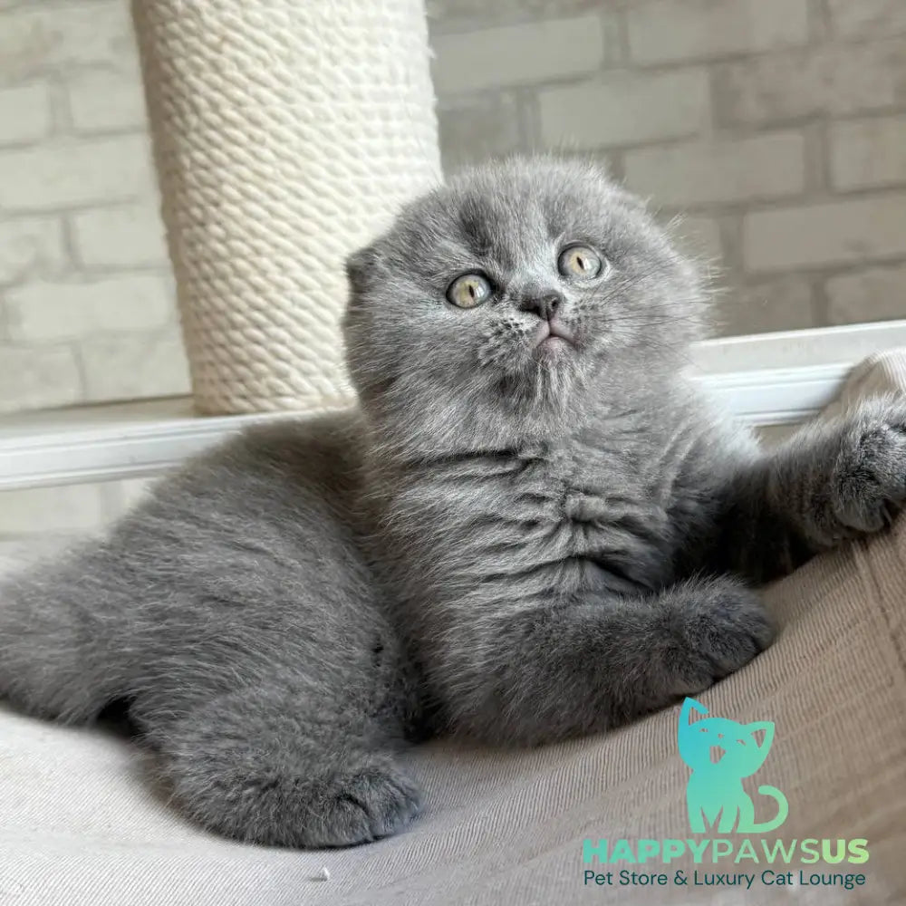 Nora Scottish Fold female blue - live animals