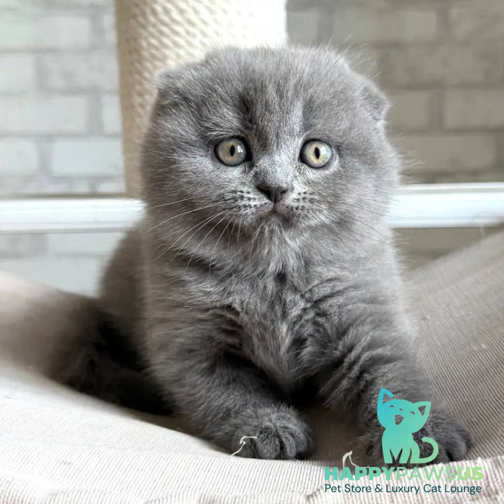 Nora Scottish Fold female blue - live animals