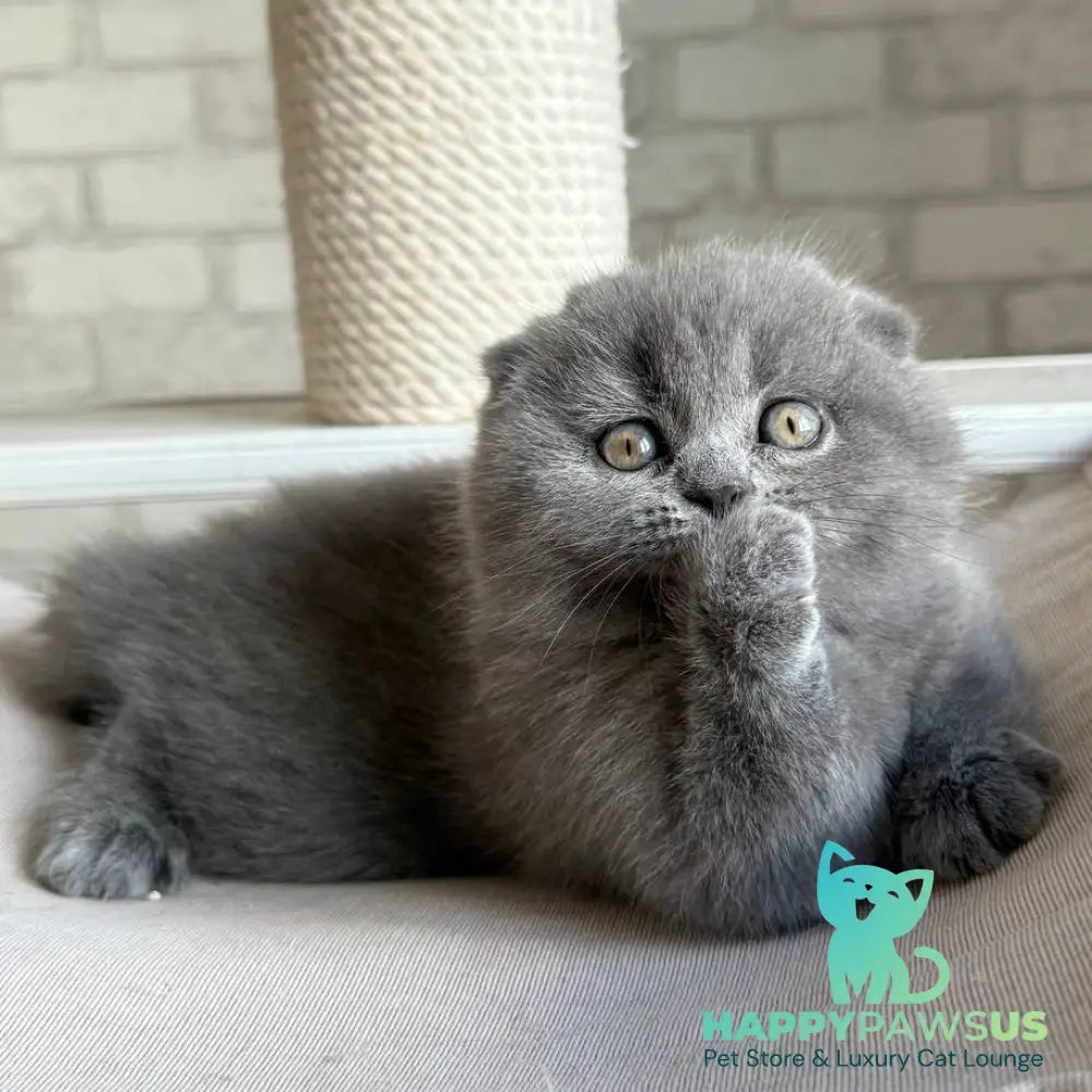Nora Scottish Fold female blue - live animals