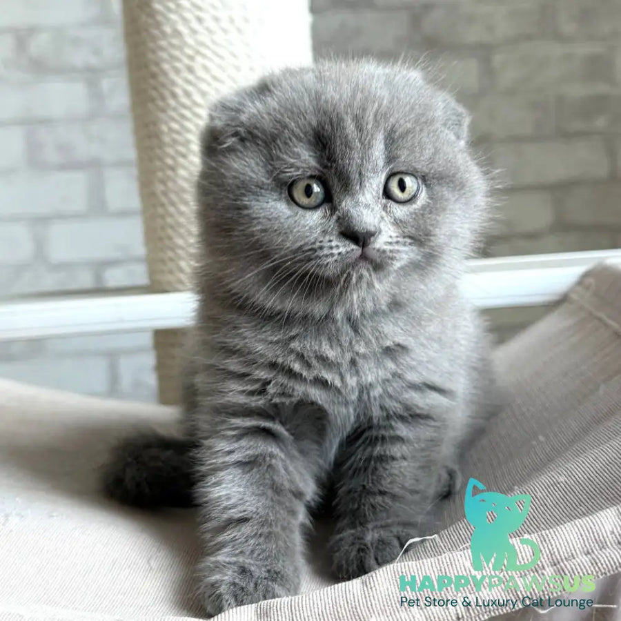 Nora Scottish Fold female blue - live animals