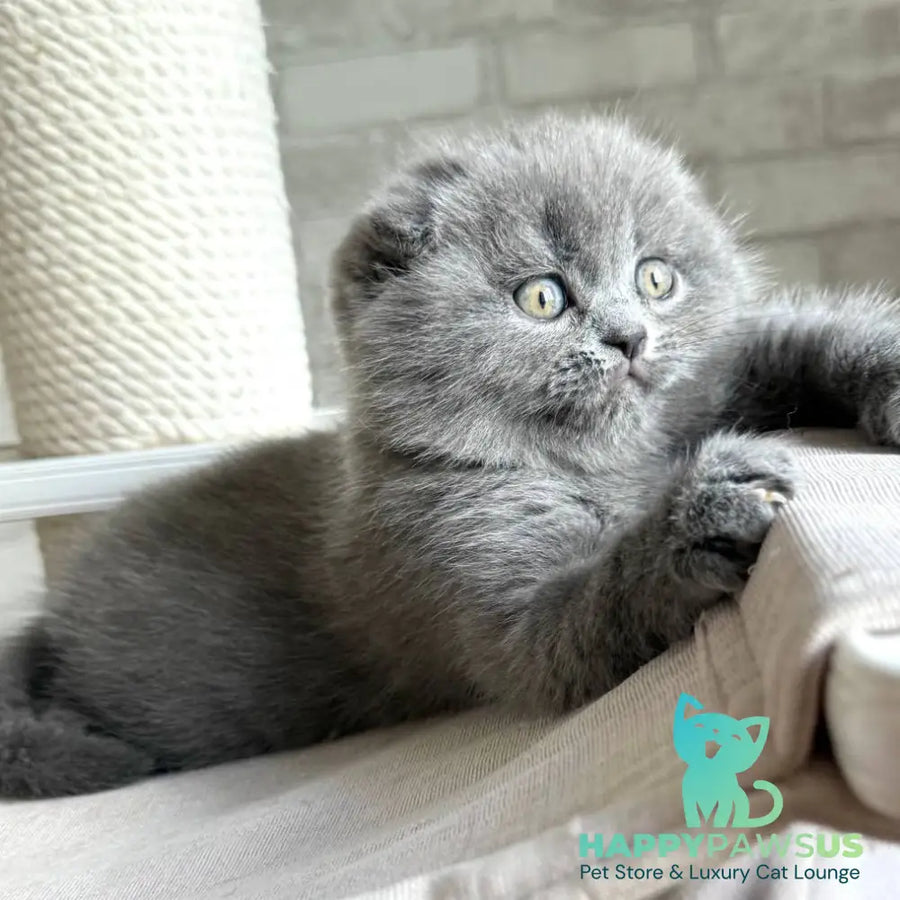 Nora Scottish Fold female blue - live animals