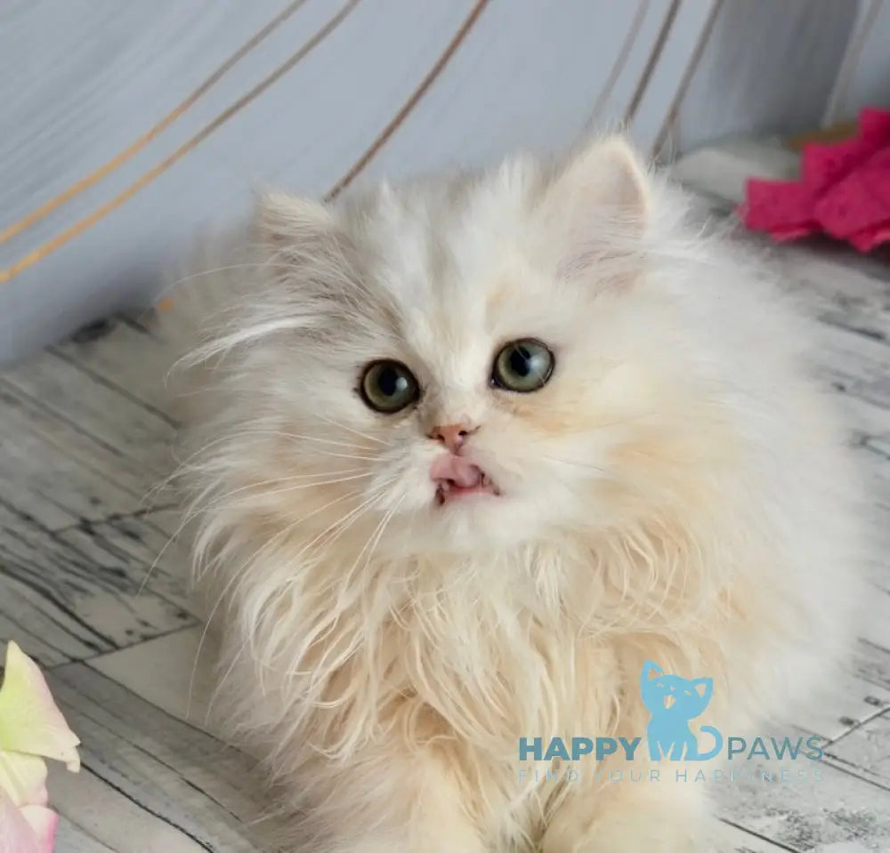 Nora Scottish Straight female black silver shaded live animals