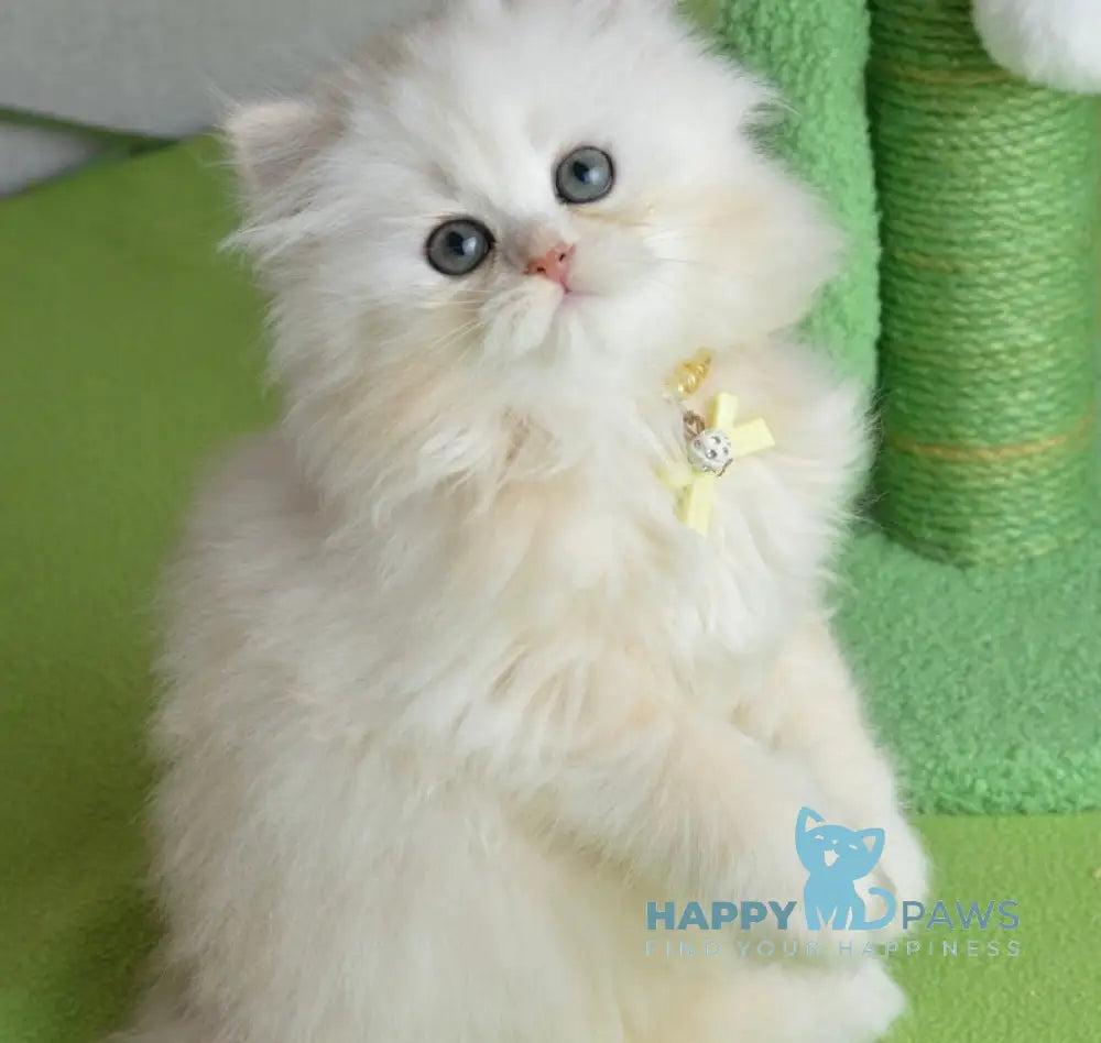 Nora Scottish Straight female black silver shaded live animals