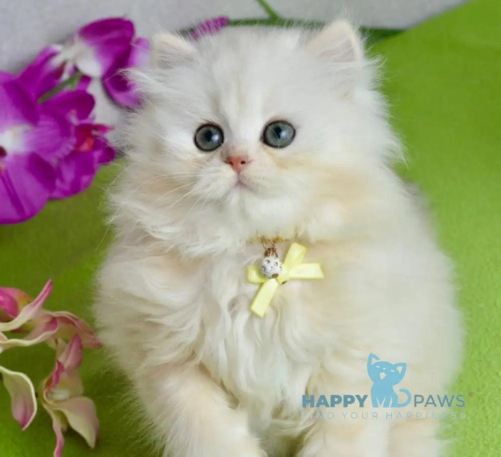 Nora Scottish Straight female black silver shaded live animals