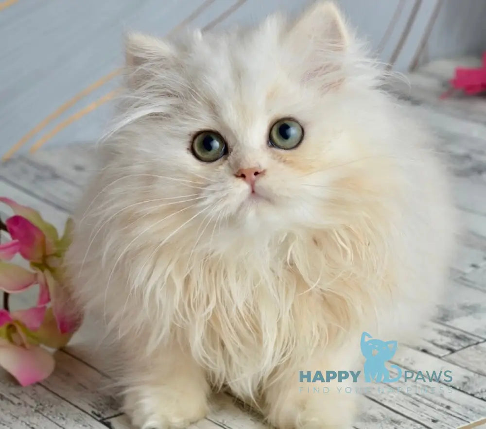 Nora Scottish Straight female black silver shaded live animals