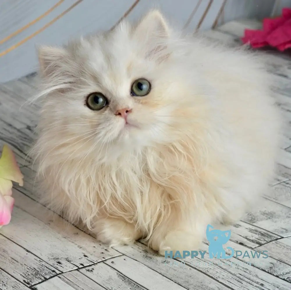 Nora Scottish Straight female black silver shaded live animals