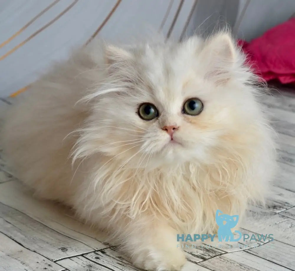 Nora Scottish Straight female black silver shaded live animals