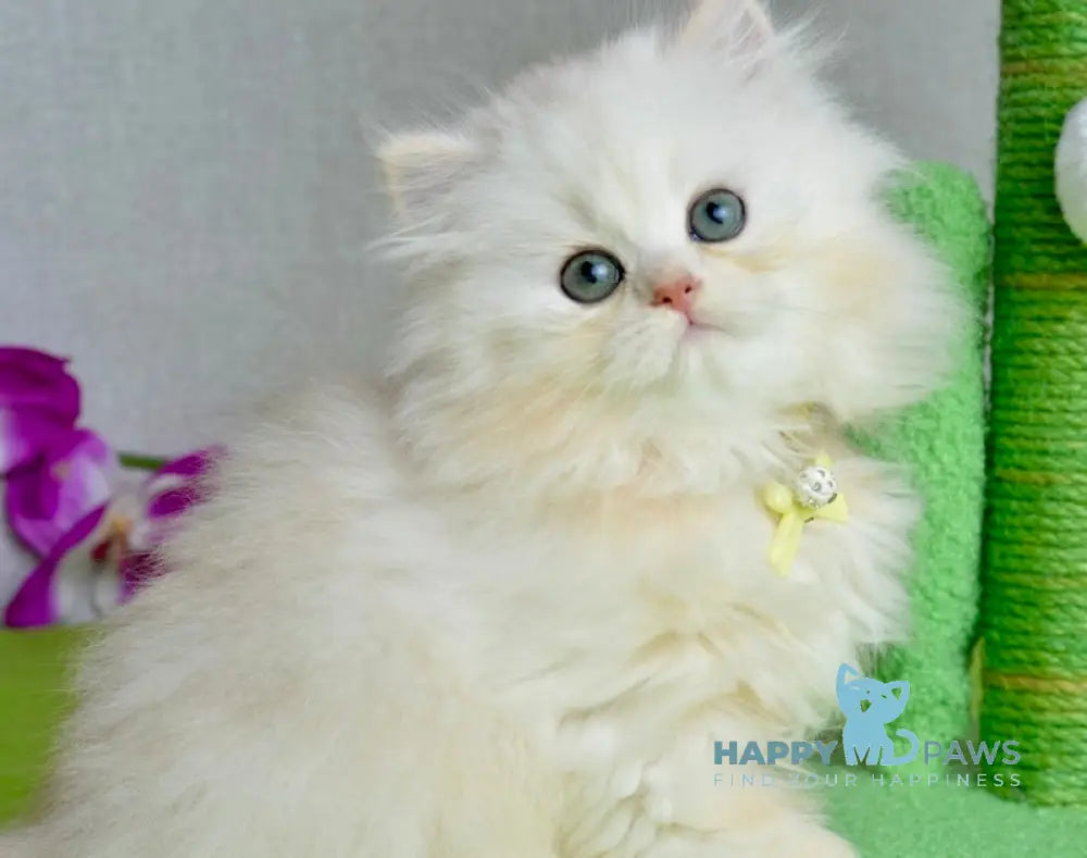 Nora Scottish Straight female black silver shaded live animals