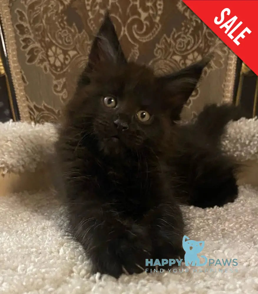 Nord Maine Coon male black live animals