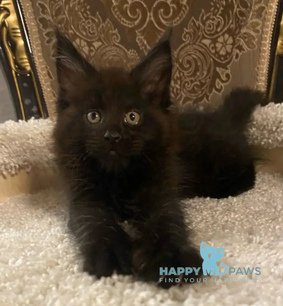 Nord Maine Coon male black live animals