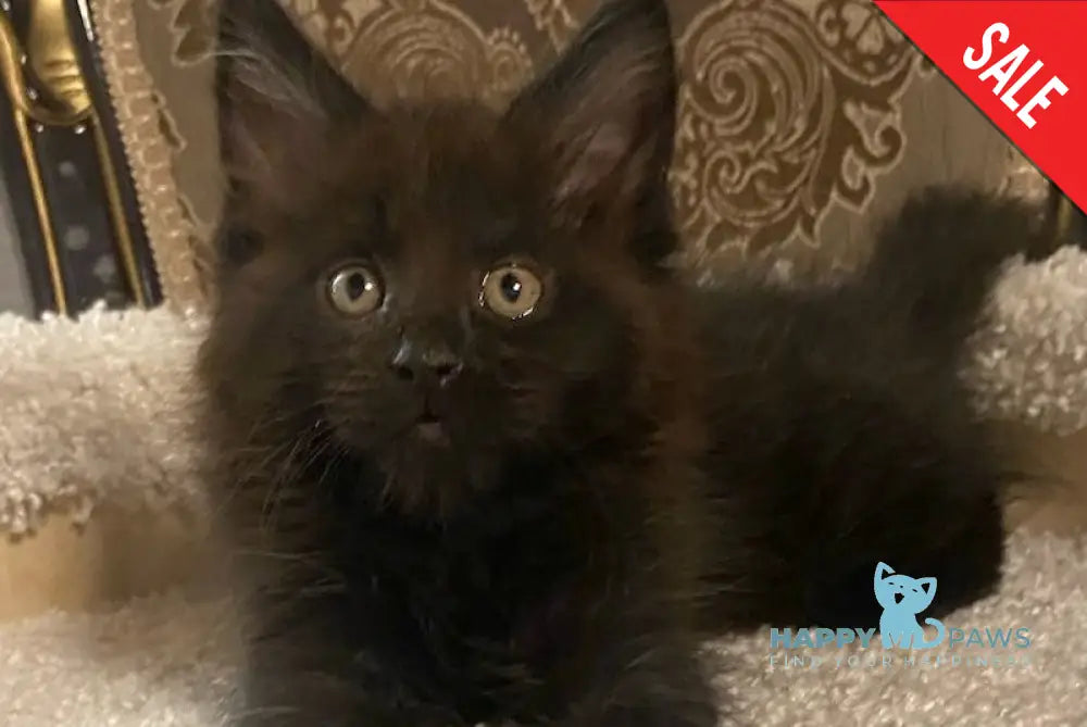 Nord Maine Coon male black live animals