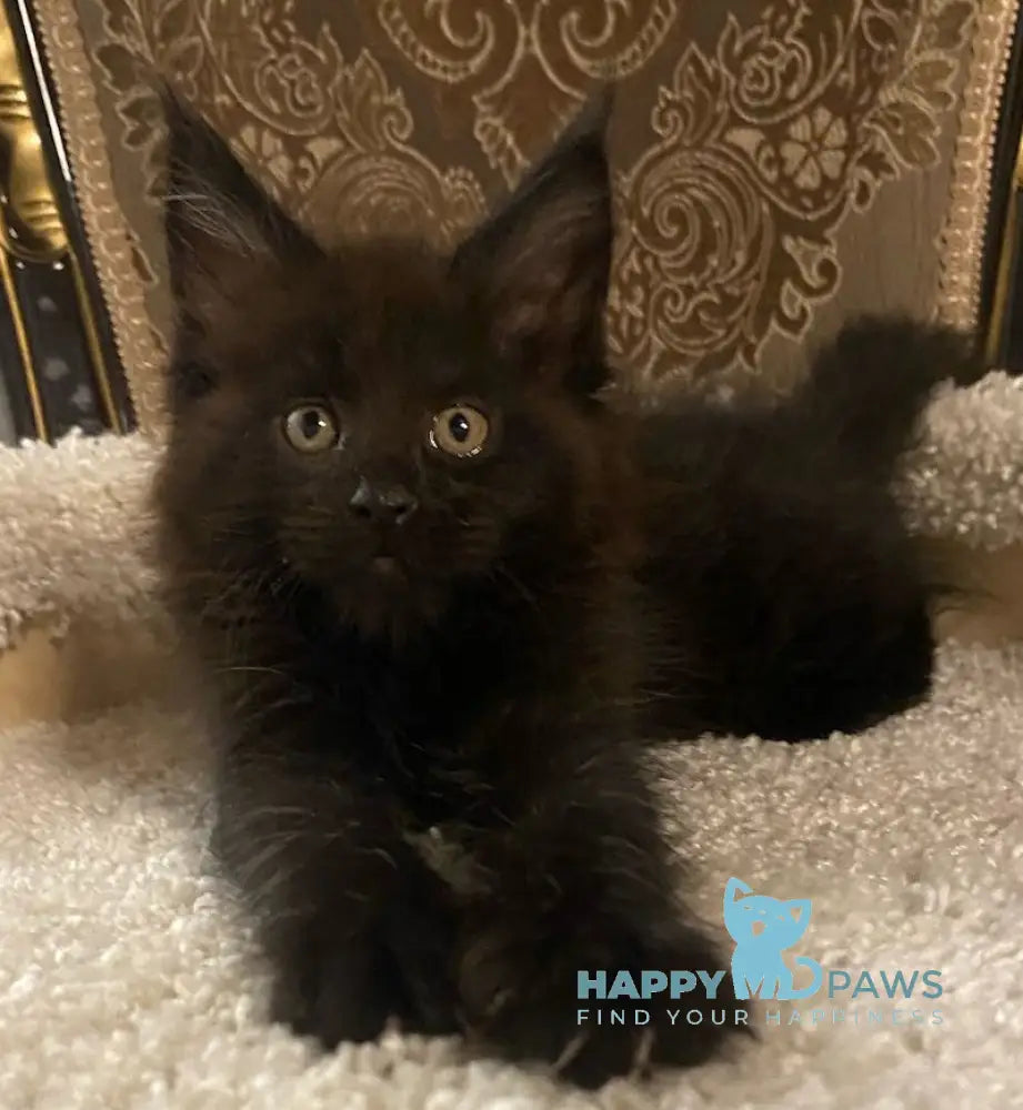 Nord Maine Coon male black live animals