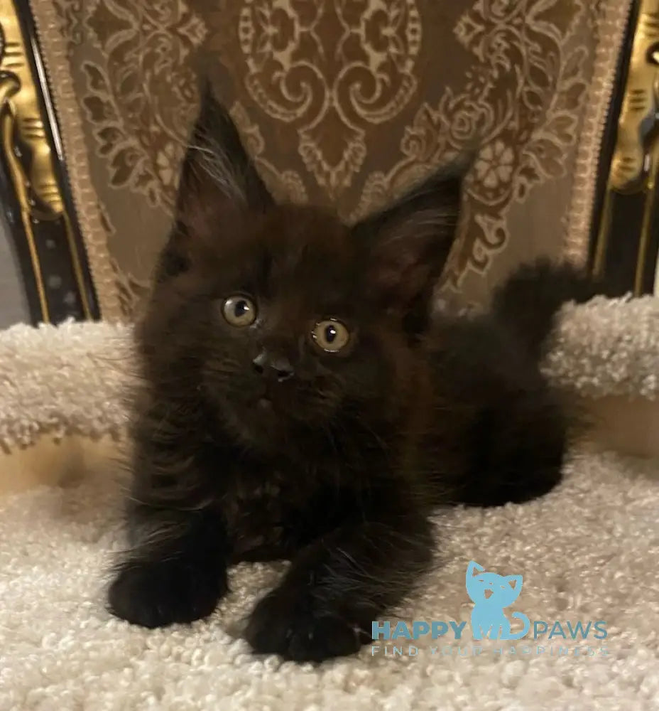 Nord Maine Coon male black live animals