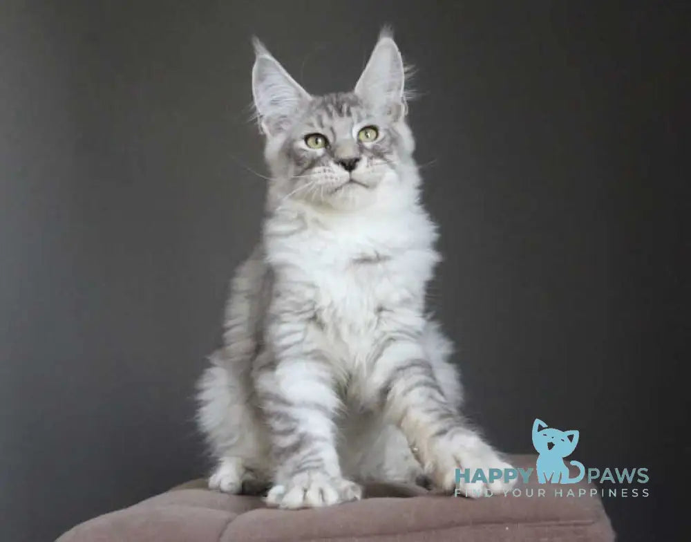 Nord Maine Coon male black silver spotted tabby live animals