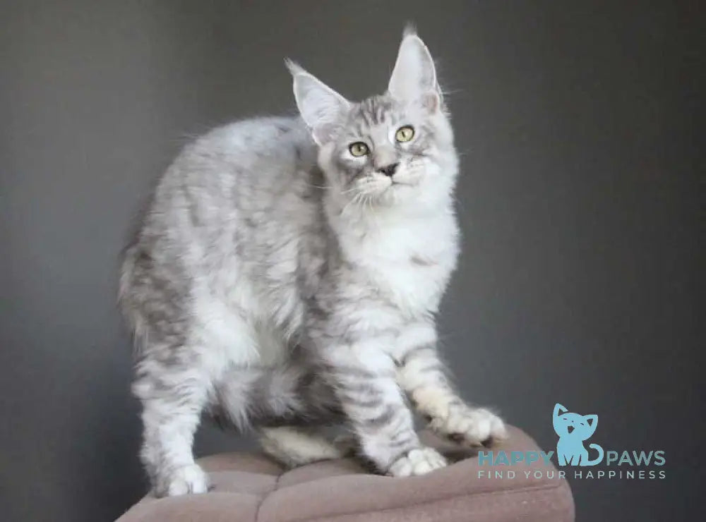 Nord Maine Coon male black silver spotted tabby live animals