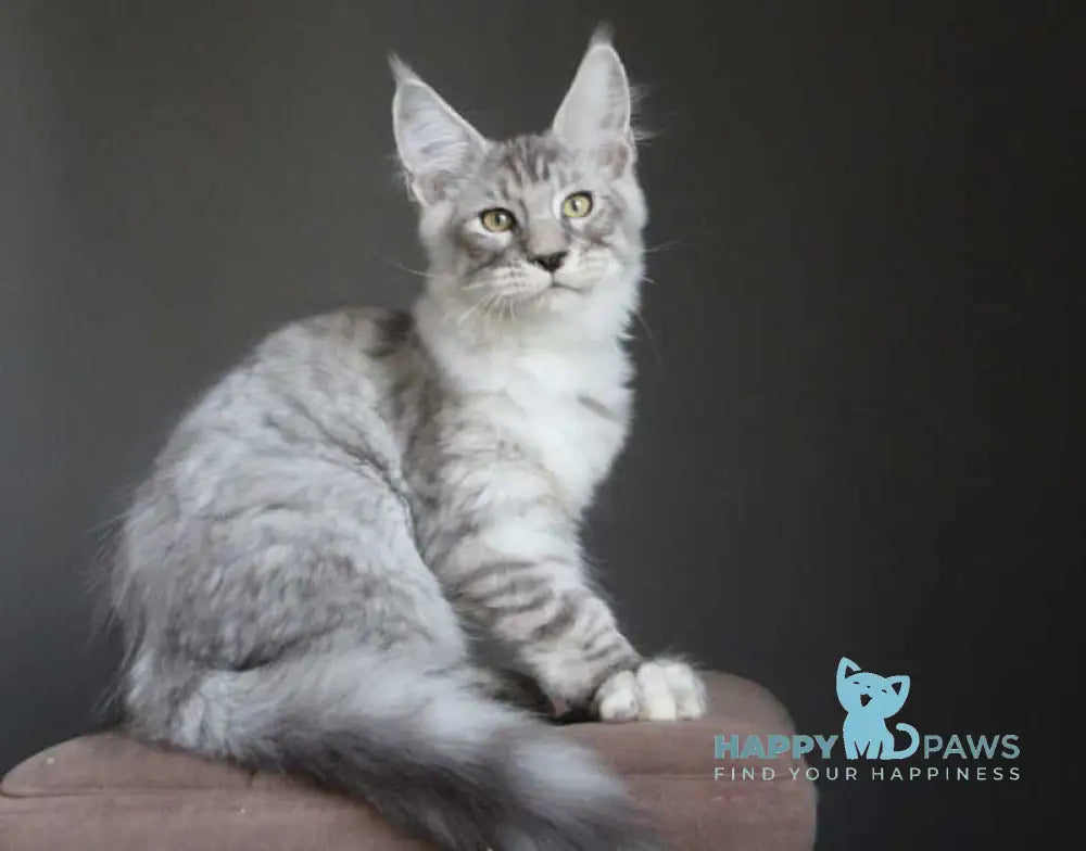 Nord Maine Coon male black silver spotted tabby live animals