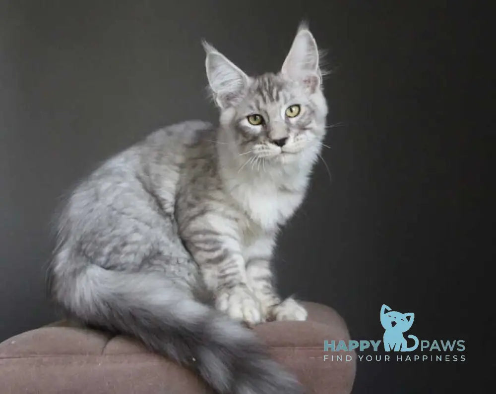 Nord Maine Coon male black silver spotted tabby live animals