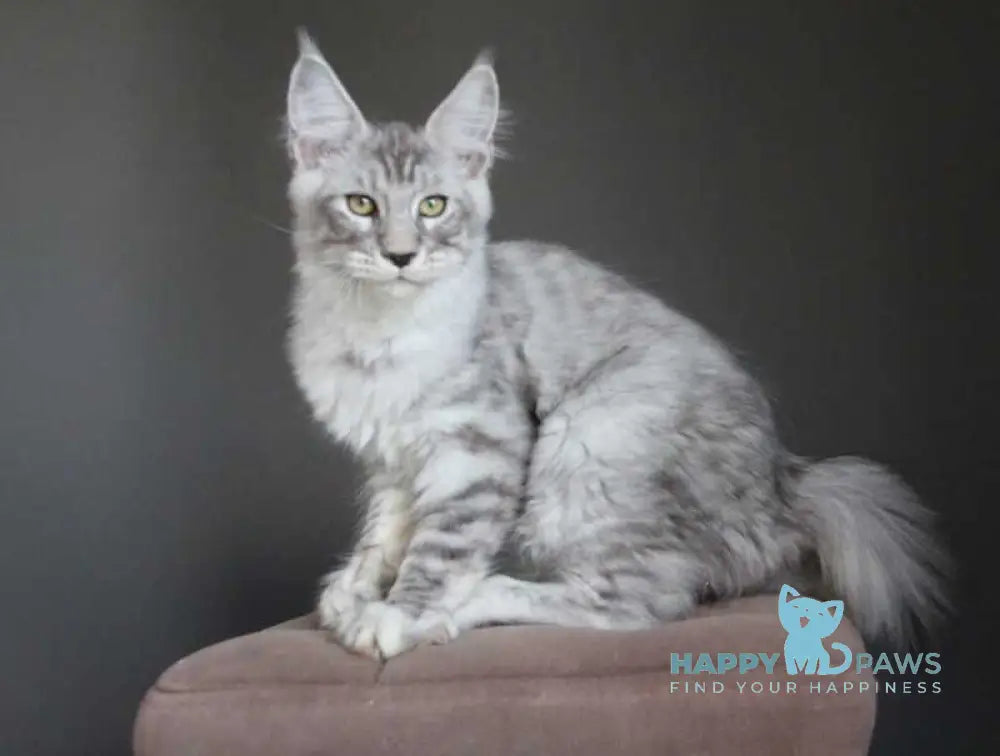 Nord Maine Coon male black silver spotted tabby live animals