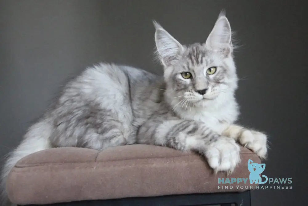 Nord Maine Coon male black silver spotted tabby live animals