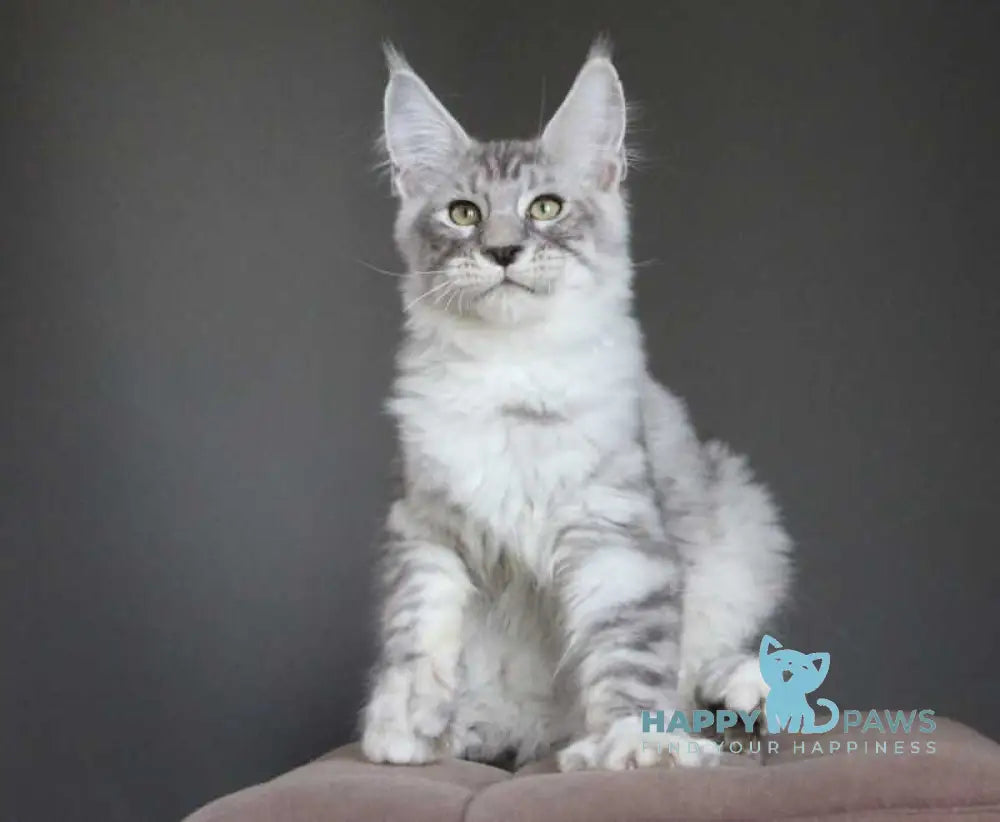 Nord Maine Coon male black silver spotted tabby live animals
