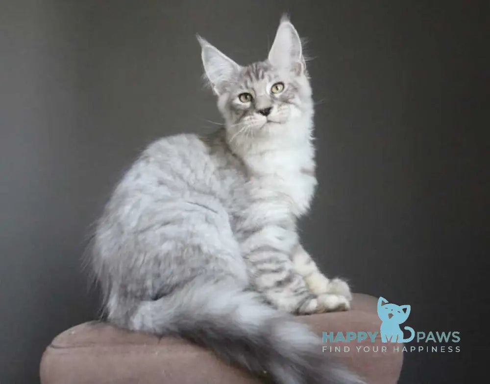Nord Maine Coon male black silver spotted tabby live animals