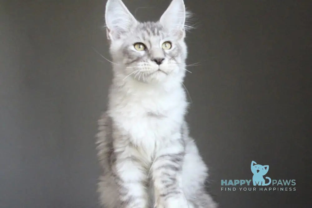 Nord Maine Coon male black silver spotted tabby live animals