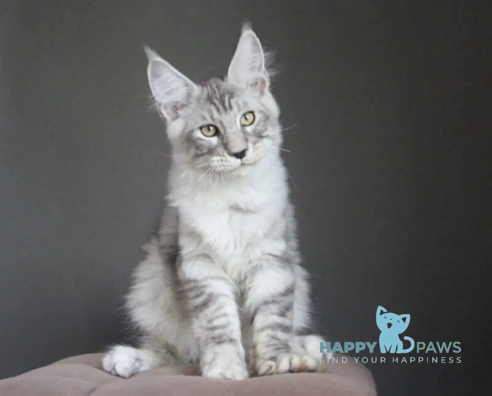 Nord Maine Coon male black silver spotted tabby live animals