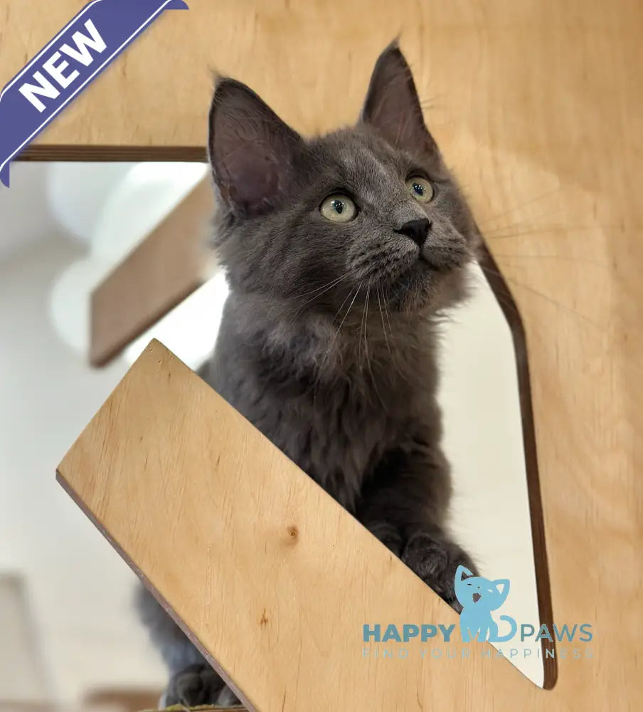 Nord Maine Coon polydactyl male blue live animals