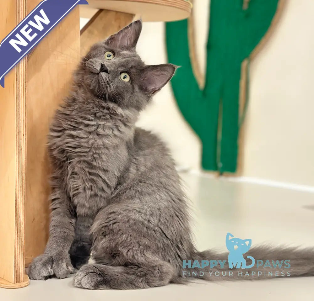 Nord Maine Coon polydactyl male blue live animals
