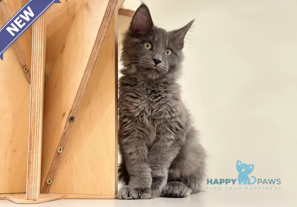 Nord Maine Coon polydactyl male blue live animals