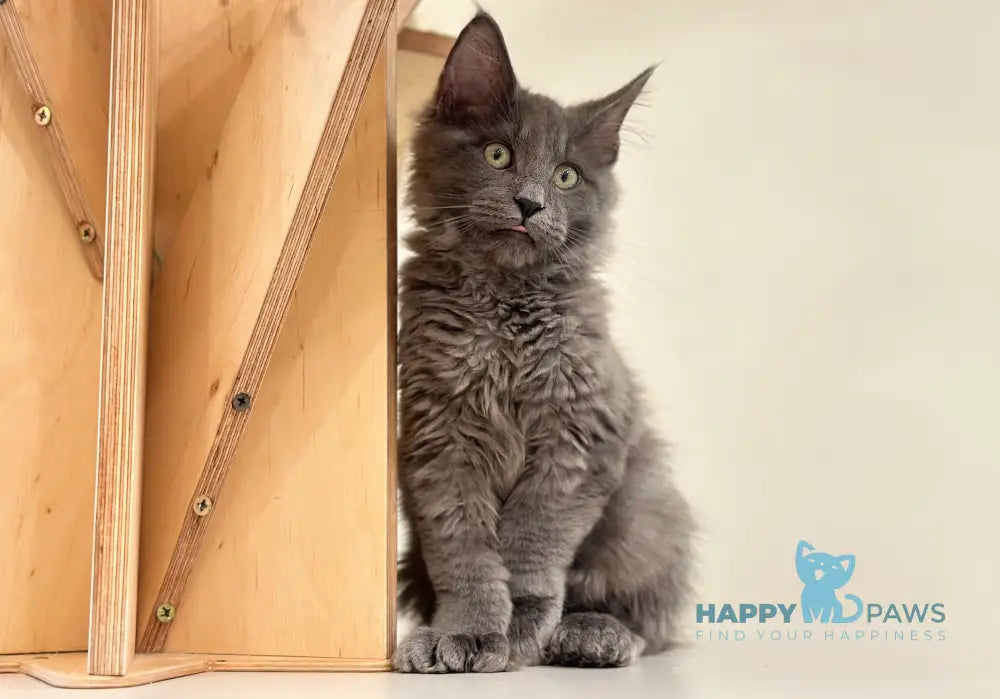 Nord Maine Coon polydactyl male blue live animals