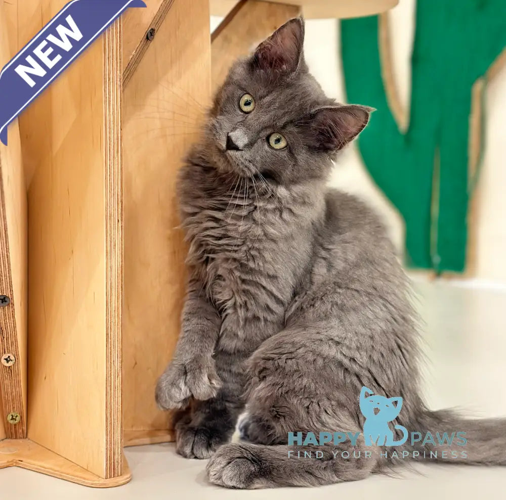 Nord Maine Coon polydactyl male blue live animals