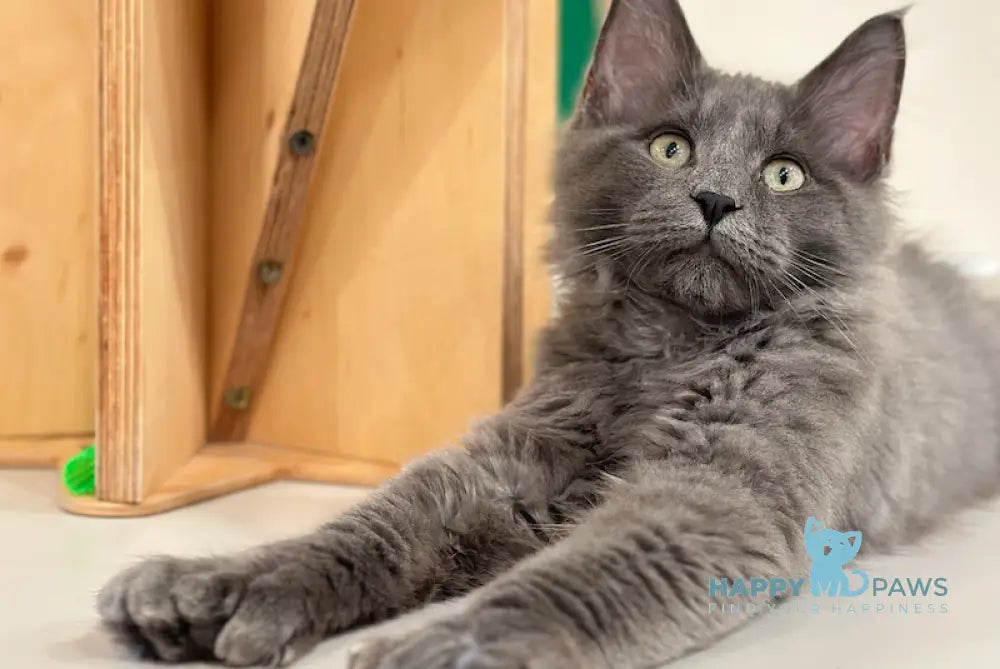 Nord Maine Coon polydactyl male blue live animals