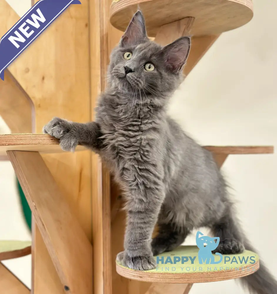 Nord Maine Coon polydactyl male blue live animals