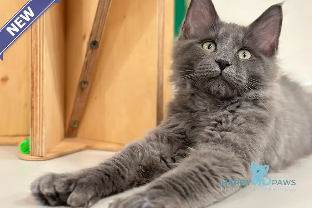 Nord Maine Coon polydactyl male blue live animals