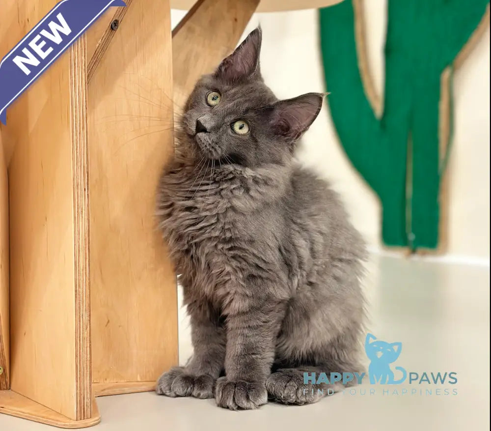 Nord Maine Coon polydactyl male blue live animals