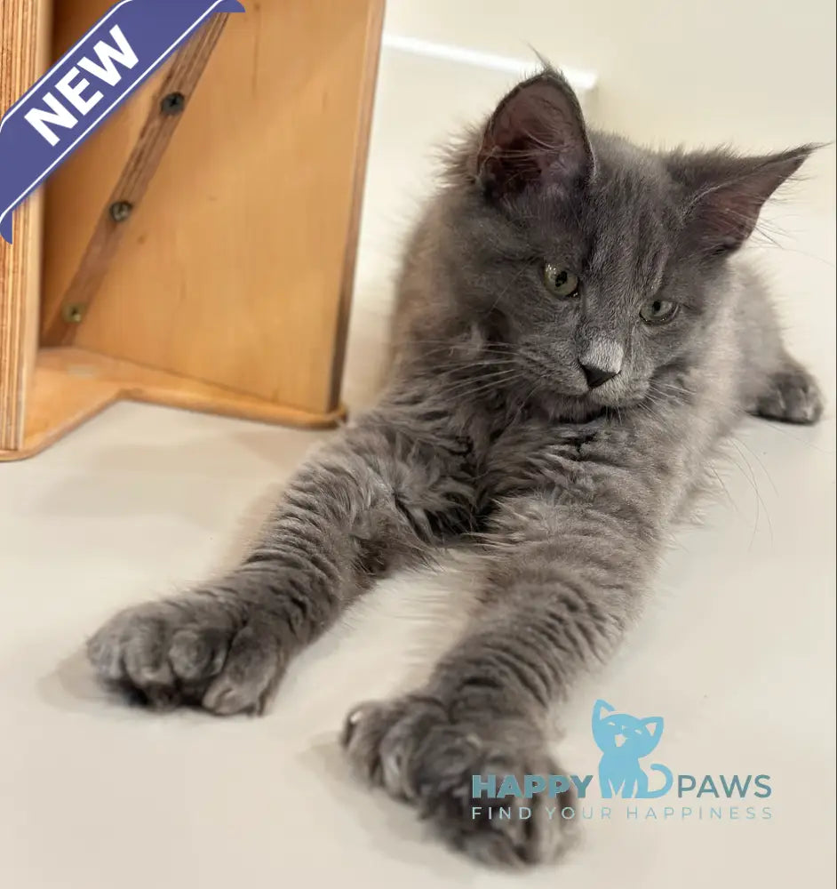 Nord Maine Coon polydactyl male blue live animals