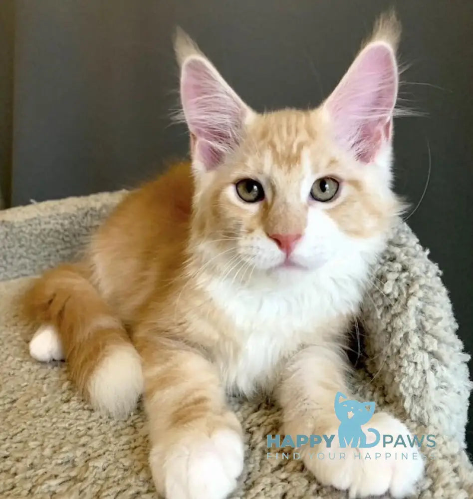 Nordic Maine Coon male red bicolour live animals