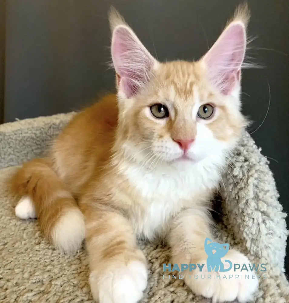 Nordic Maine Coon male red bicolour live animals