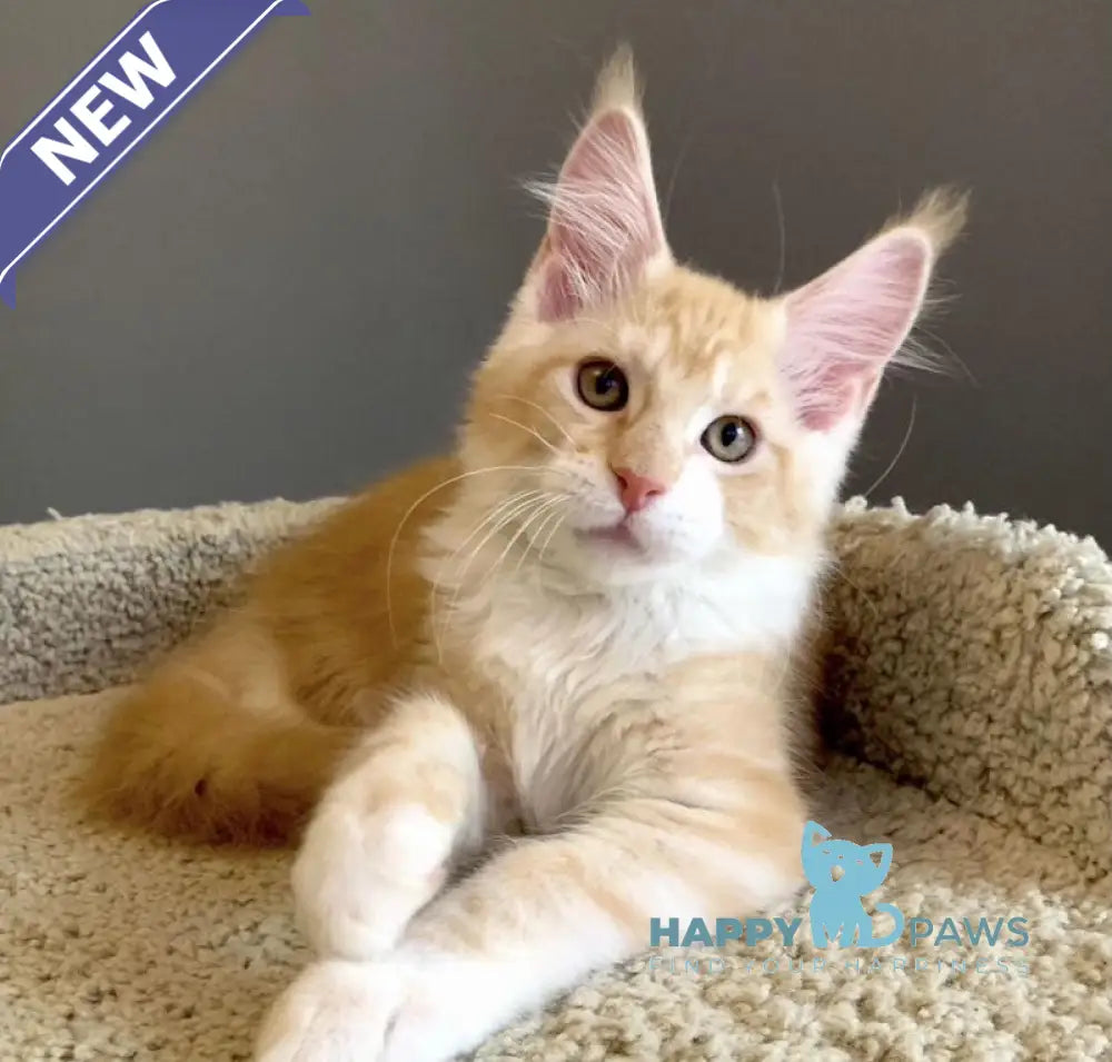 Nordic Maine Coon male red bicolour live animals