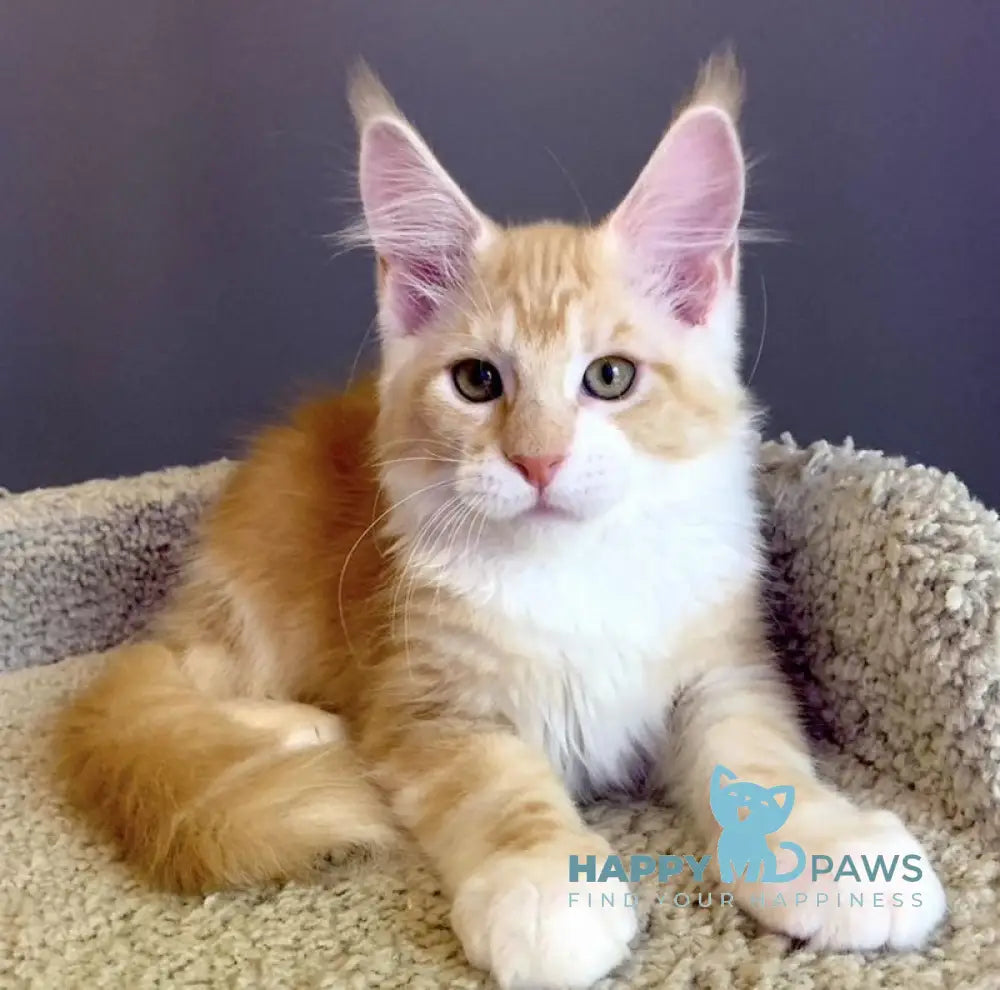 Nordic Maine Coon male red bicolour live animals
