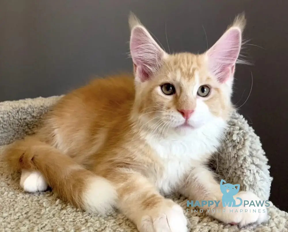 Nordic Maine Coon male red bicolour live animals